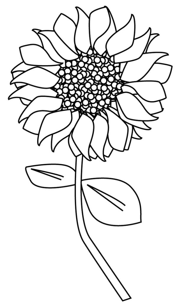 Detail sunflower coloring pages