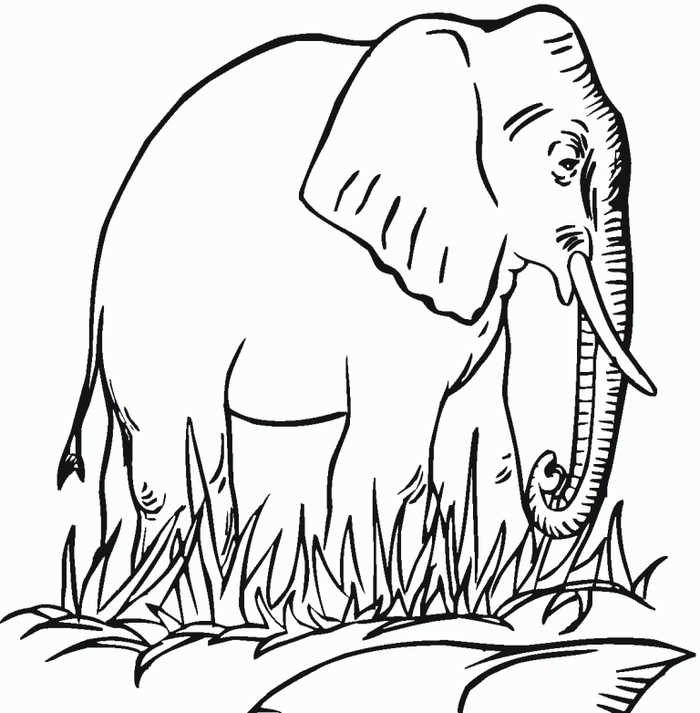 Elephant In The Wild Animal Coloring Pages