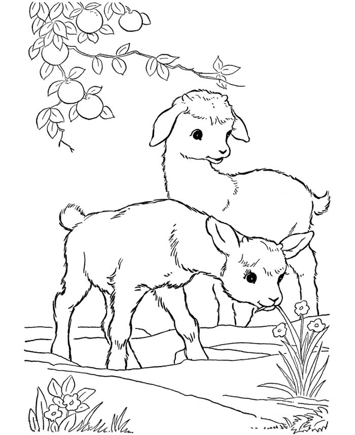 Farm Animal Coloring Pages Goat