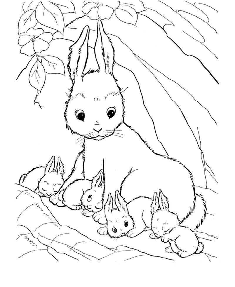 Free Printable Bunny Coloring Pages