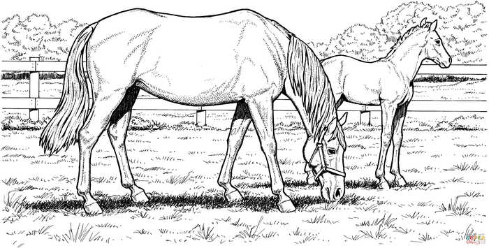 Free Printable Realistic Horse Coloring Page