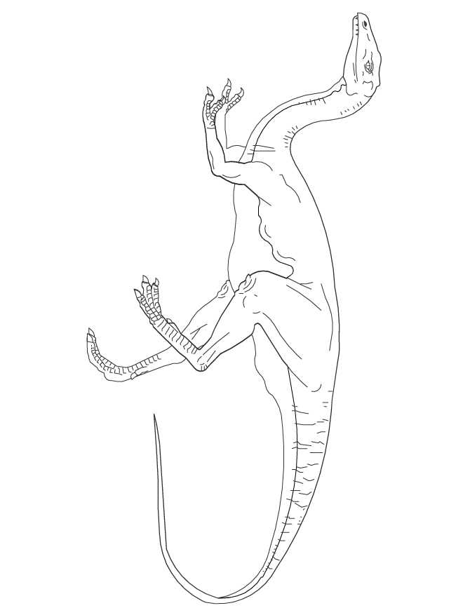 Gallimimus Dinosaur Coloring Page