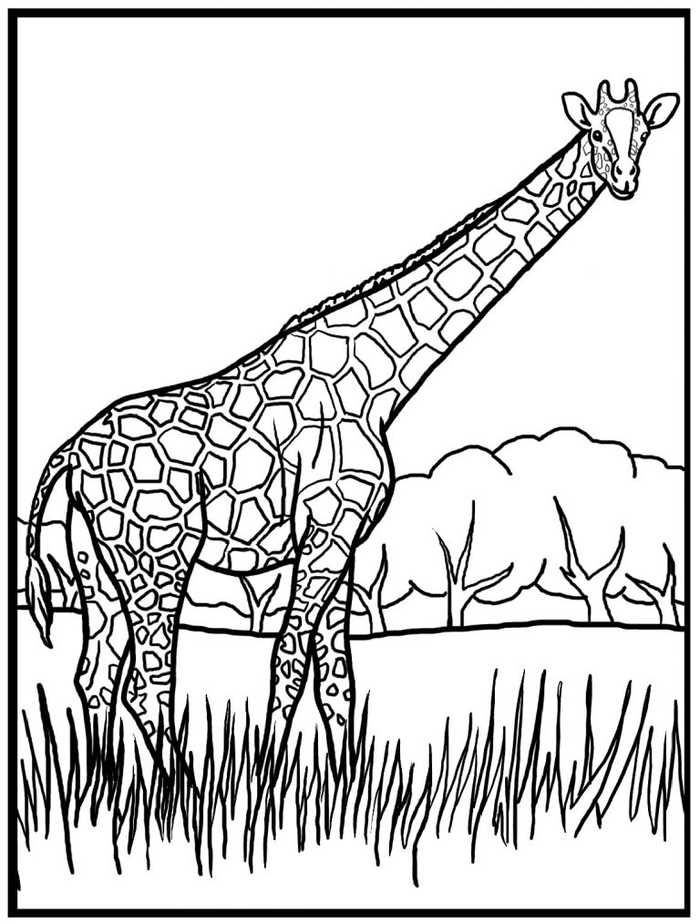 Giraffe Animal Coloring Pages