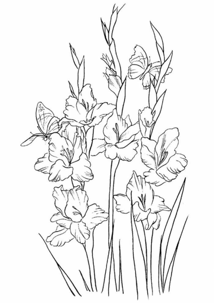 Gladiolus Flowers Coloring Pages