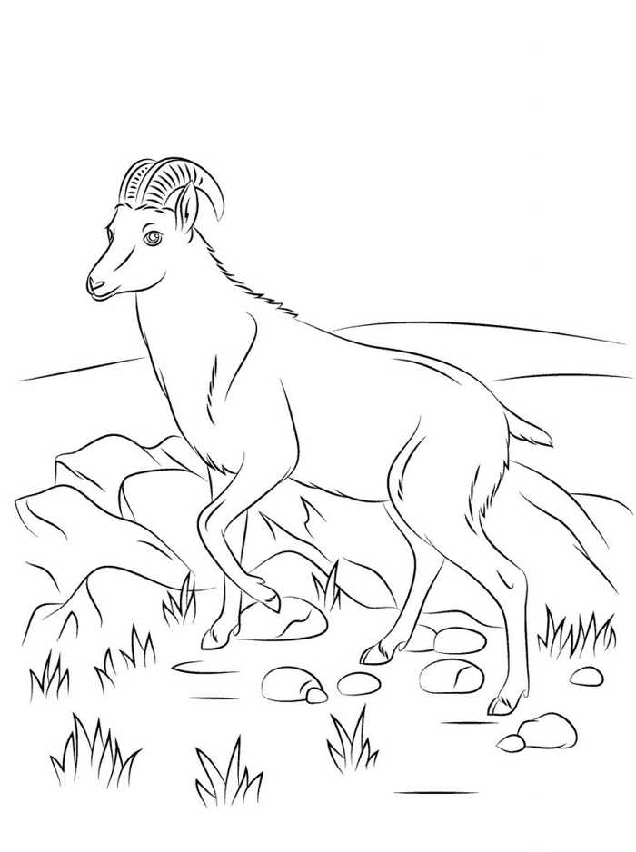 Goat In Wild Animal Coloring Pages