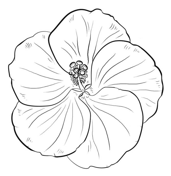 Hibiscus Flowers Coloring Pages