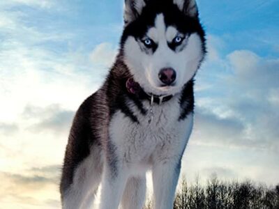 Husky