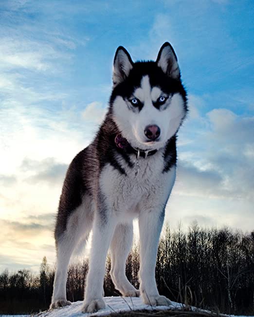 Husky