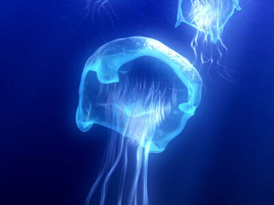 Jellyfish