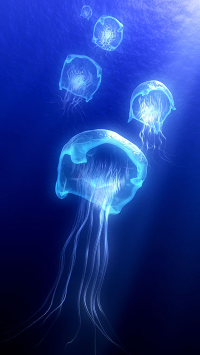 Jellyfish