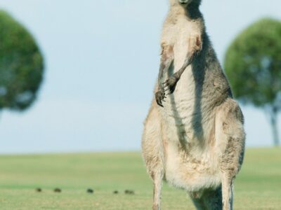 Kangaroo