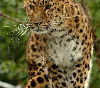 Leopard