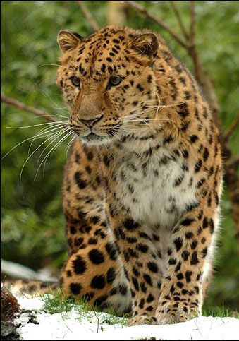 Leopard