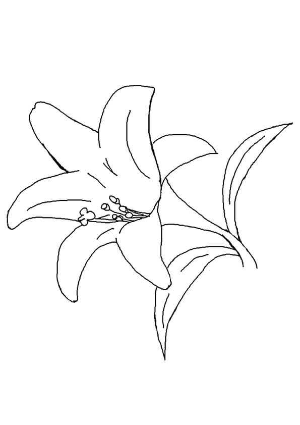 Lily Flowers Coloring Pages