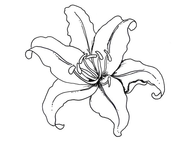 Lily flower coloring book