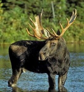 Moose