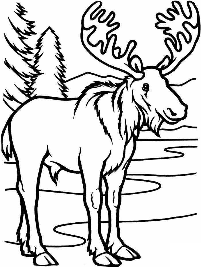 Moose Animal Coloring Pages