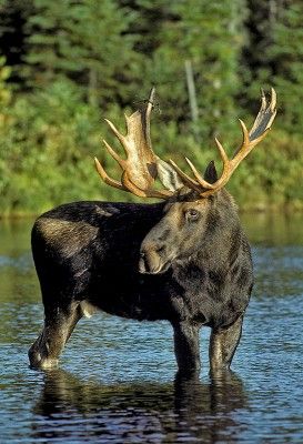 Moose