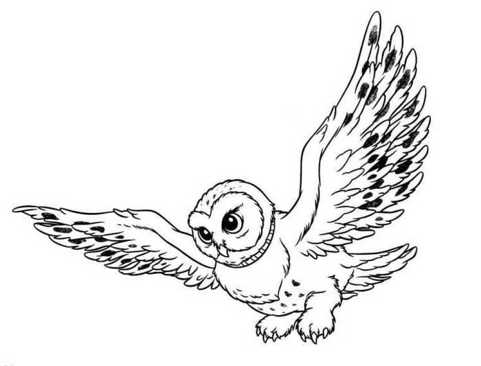 Owl Coloring Pages