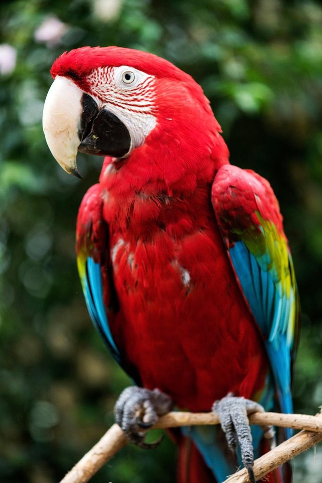 Parrot