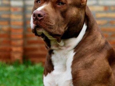 Pitbull