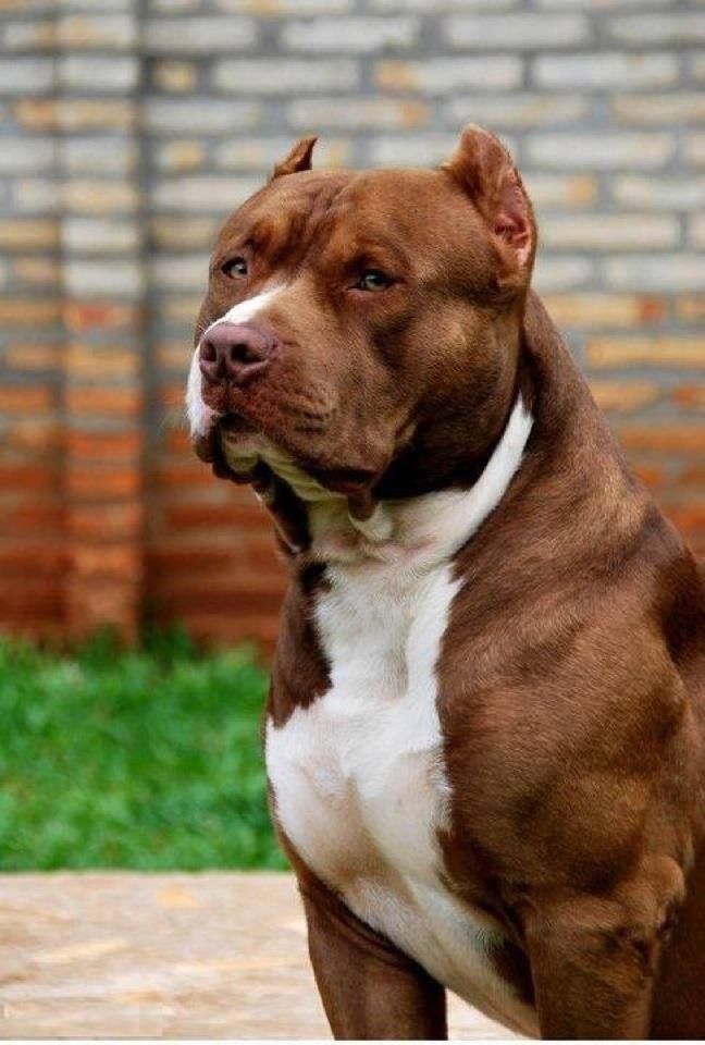 Pitbull