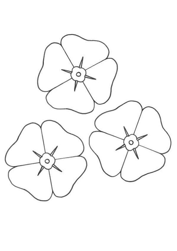 Poppy Flowers Coloring Pages