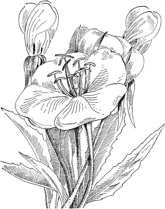 Primrose Flowers Coloring Pages