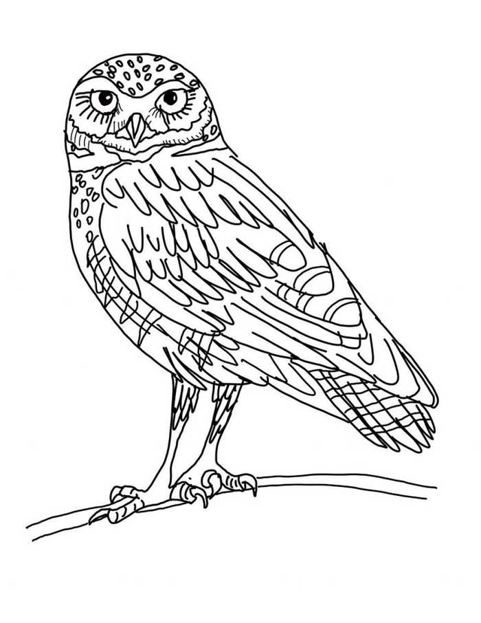 Printable Owl Coloring Page