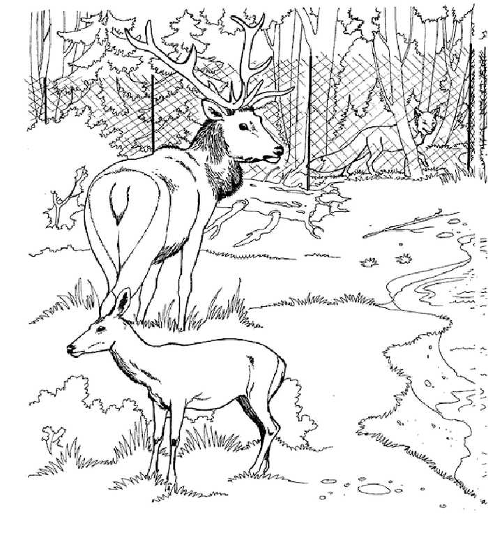 Printable Zoo Animals Coloring Pages