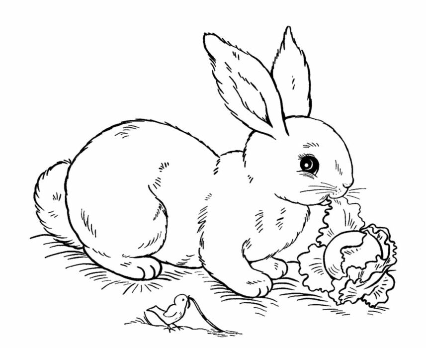 Realistic Rabbit Coloring Pages