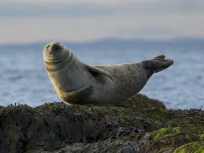 Seal