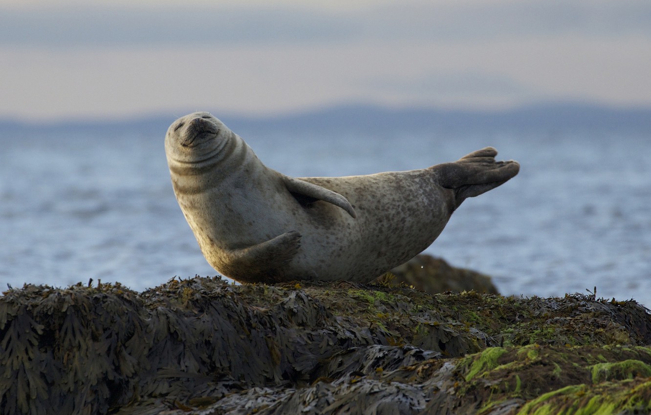 Seal