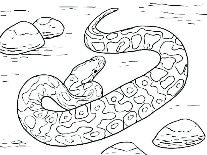 Snake Coloring Pages Momjunction