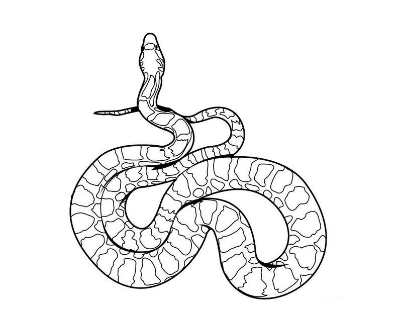 Snake Coloring Pages Realistic