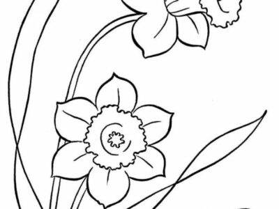 Spring Flower Coloring Pages Daffodil