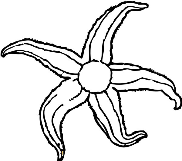 Starfish Coloring Pages Printable