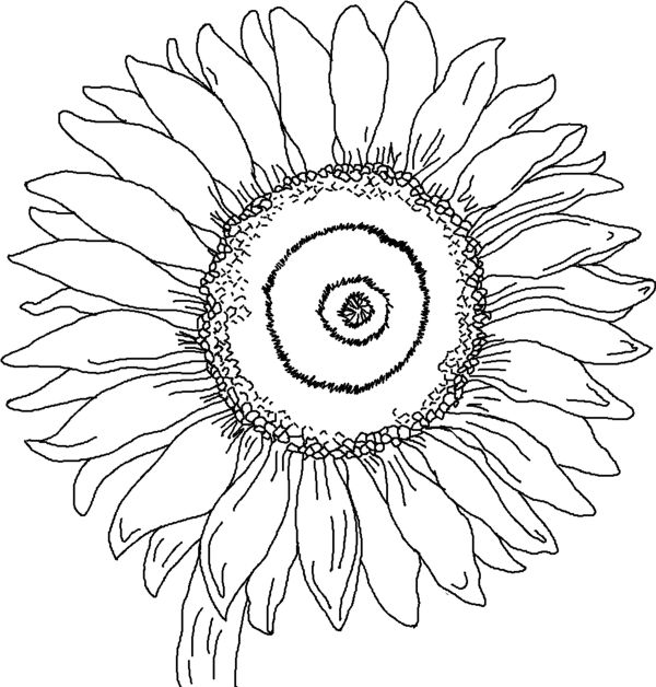 Sunflower Coloring Page