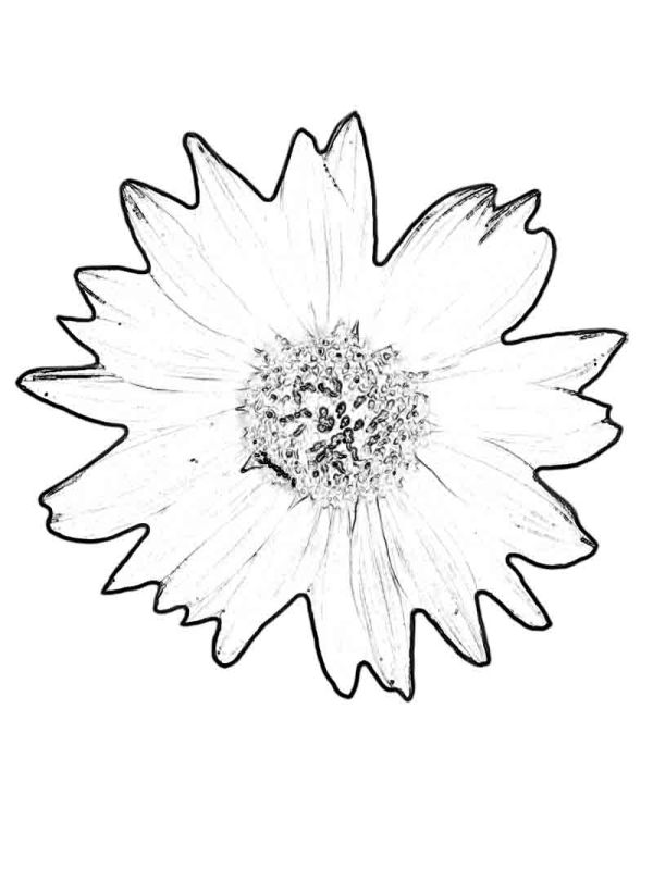 Sunflower Coloring Pages