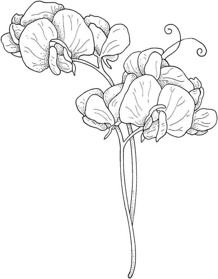 Sweet Pea Flowers Coloring Pages