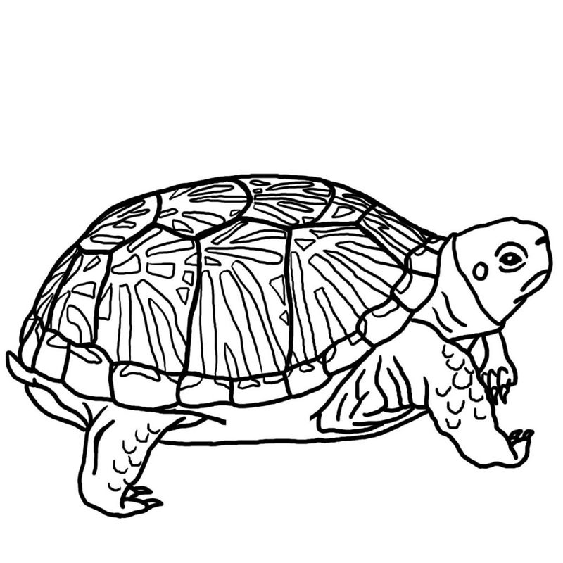 Turtle Coloring Pages Printable