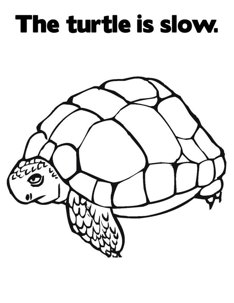 Turtle Printable Coloring Pages