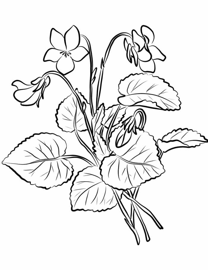 Violet Flowers Coloring Pages