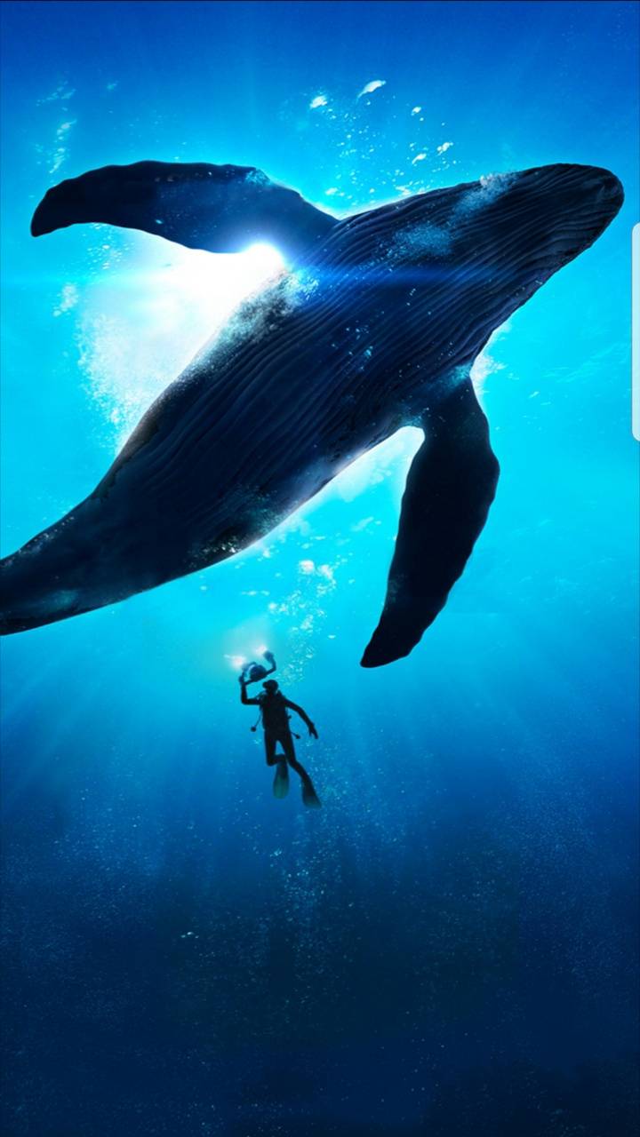 Whale