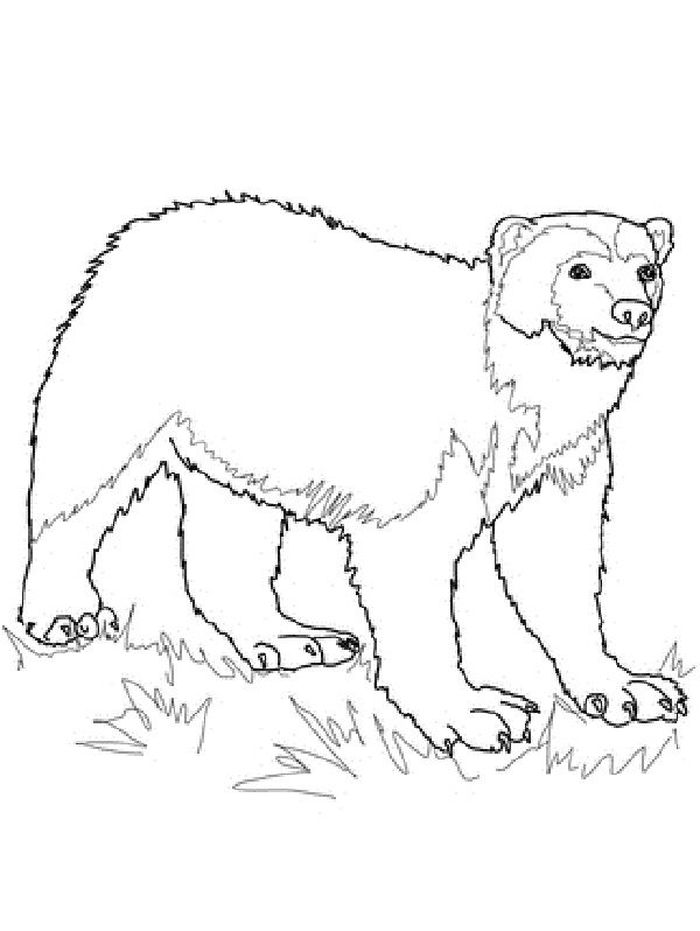 Wolverine Animal Coloring Pages