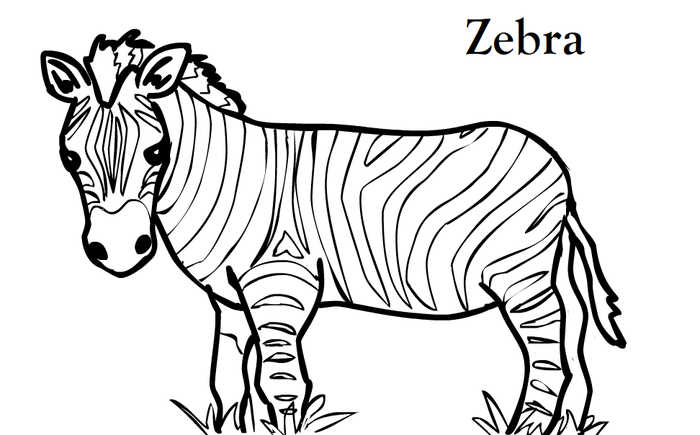 Zebra Animal Coloring Pages