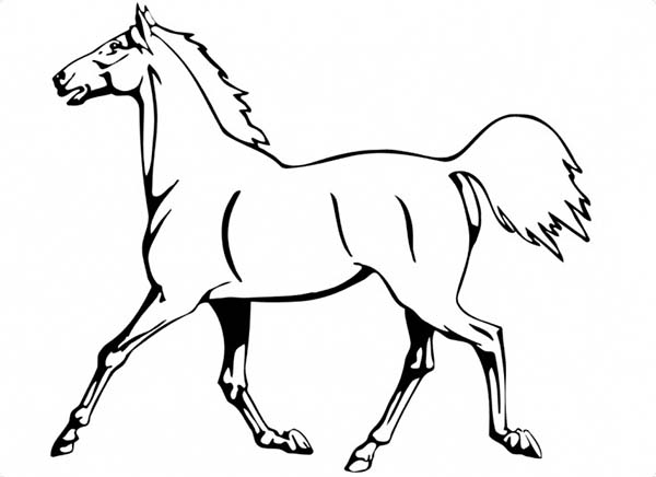 arabian horse coloring pages