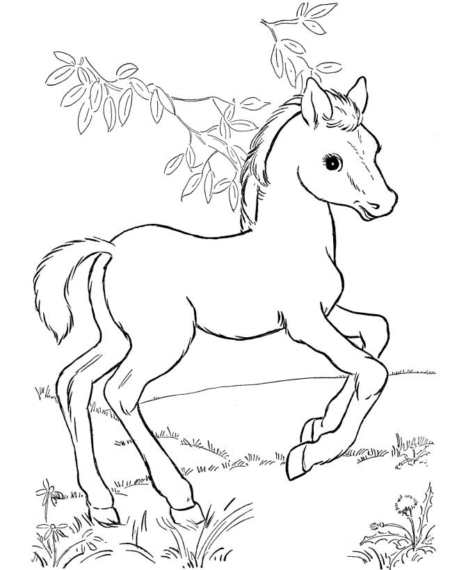 baby horse coloring pages