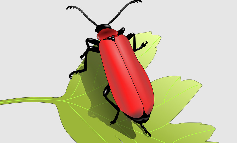 beetle coloring pdf