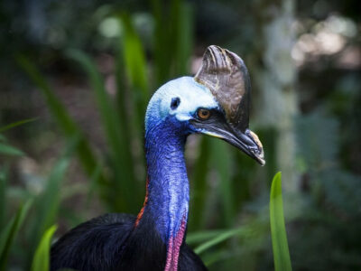 cassowary coloring pdf